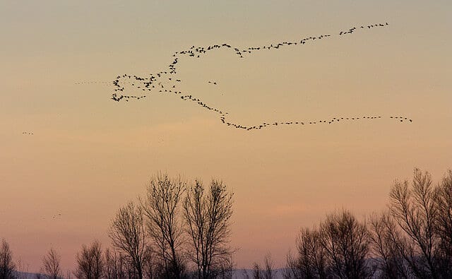 align staff objectives