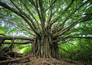 Growth and Expansion Advice - SME Advisor