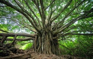 Growth and Expansion Advice - SME Advisor